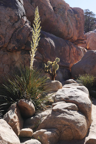 Blooming Yucca