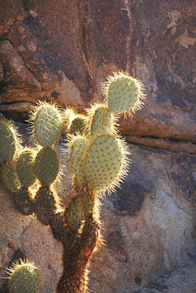 Desert Cactus