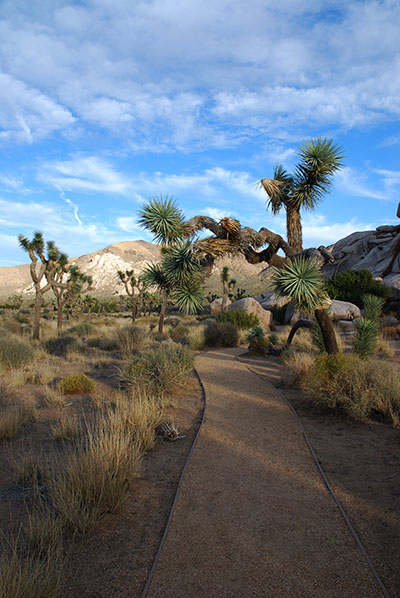 Joshua Tree Hiking Trail